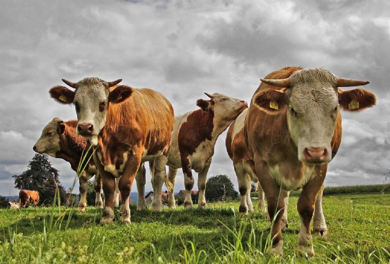 Muere en su cumpleaños 40 luego de ser aplastada por un rebaño de vacas