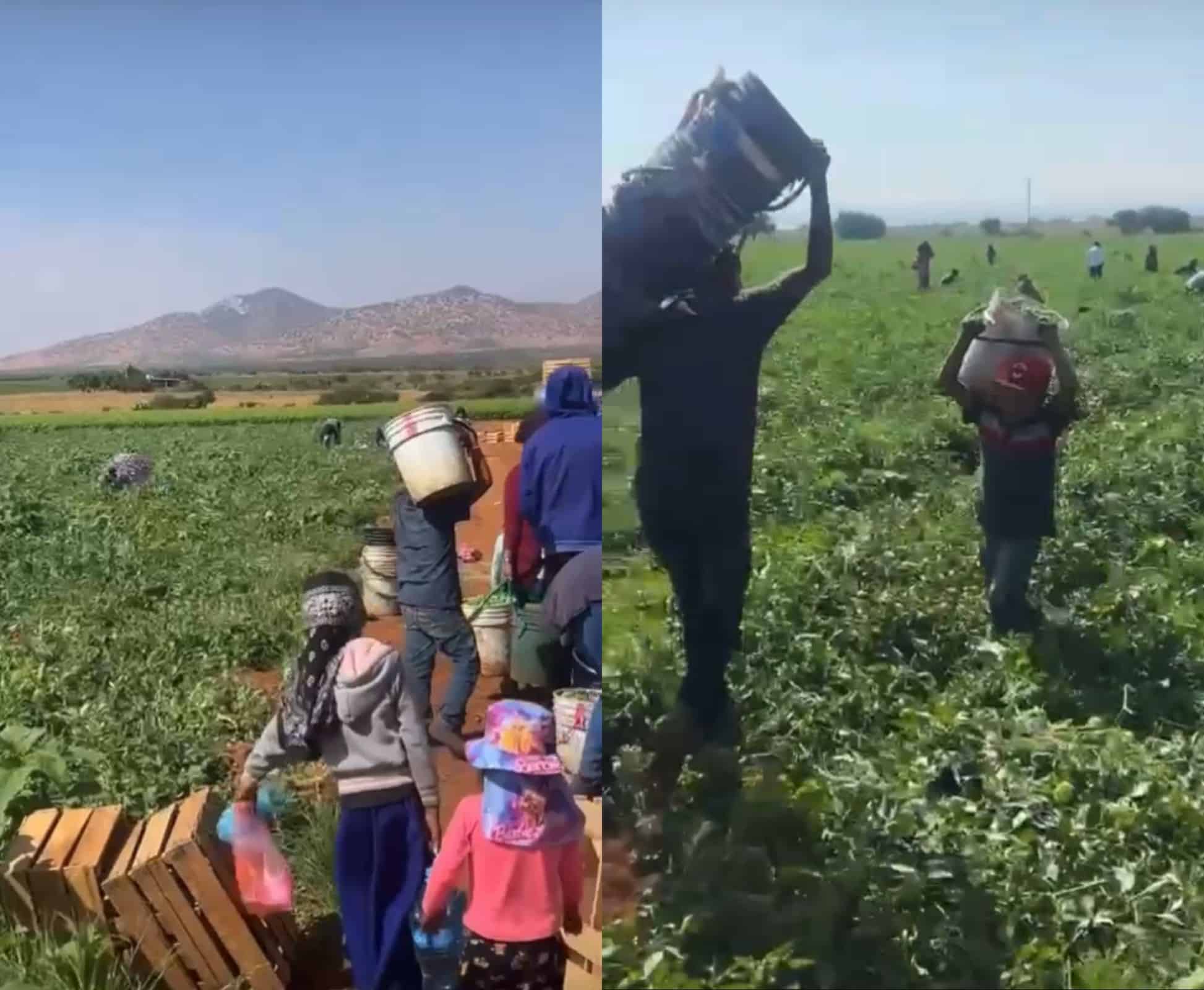 Niños trabajando en el campo