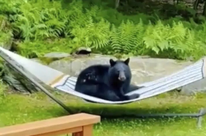 Captan a oso tomando un descanso en hamaca de un jardín