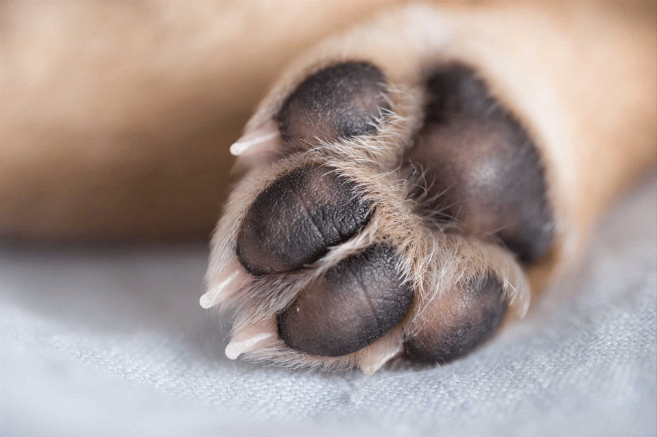 Patita de perro