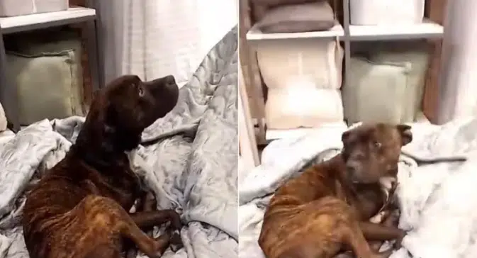Perrito es sorprendido durmiendo en una tienda de colchones en Argentina