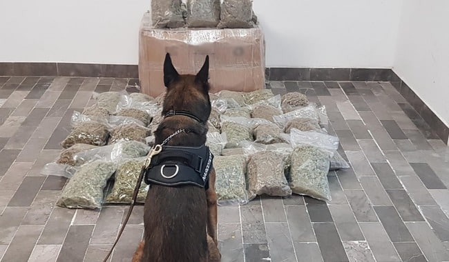Perro de la GN con droga decomisada
