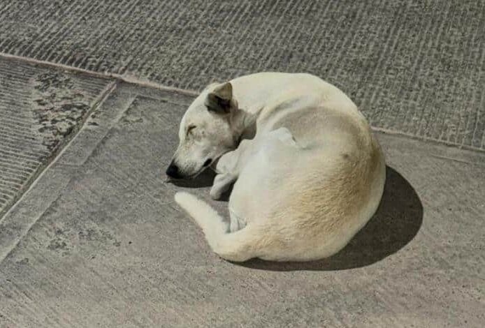 Perro maltratado en Los Mochis