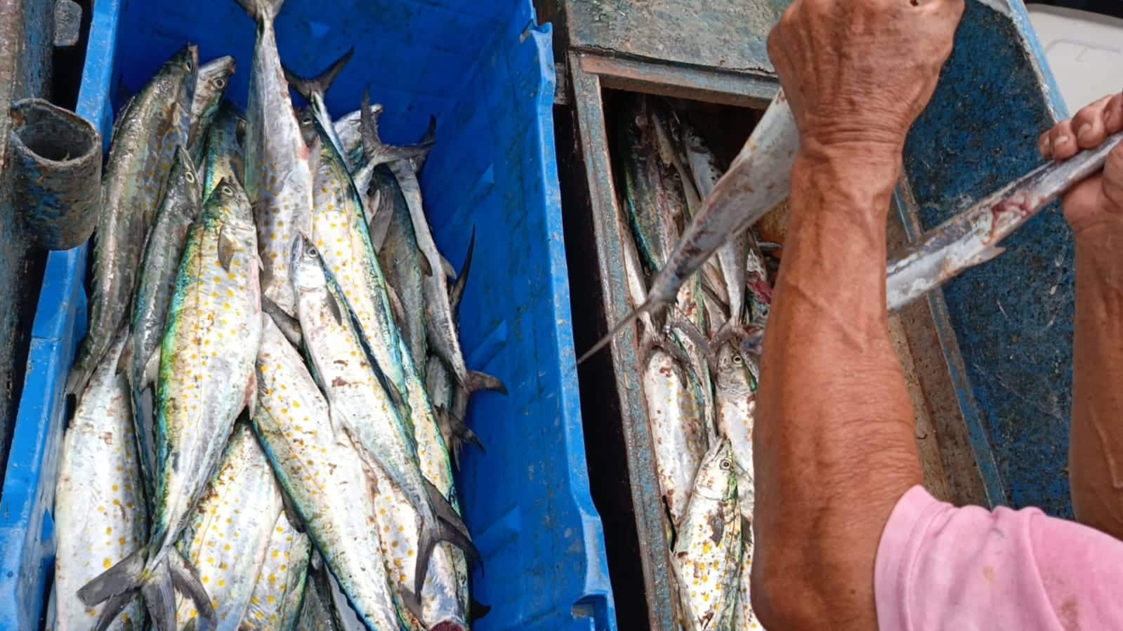 Pescado Sierra en Mazatlán