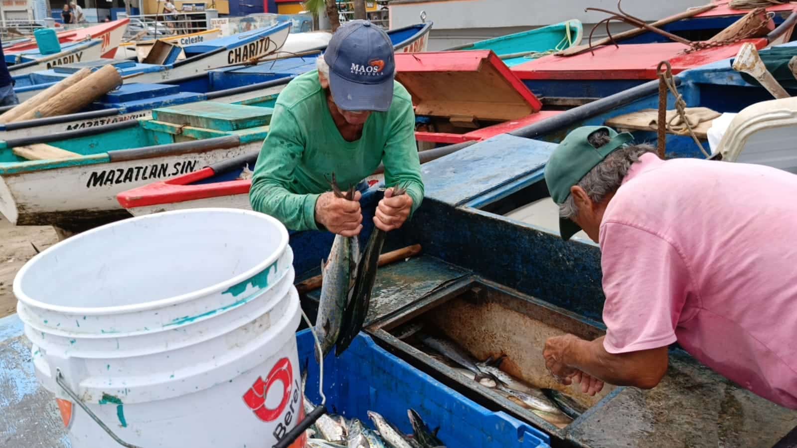 Pescado Sierra en Mazatlán