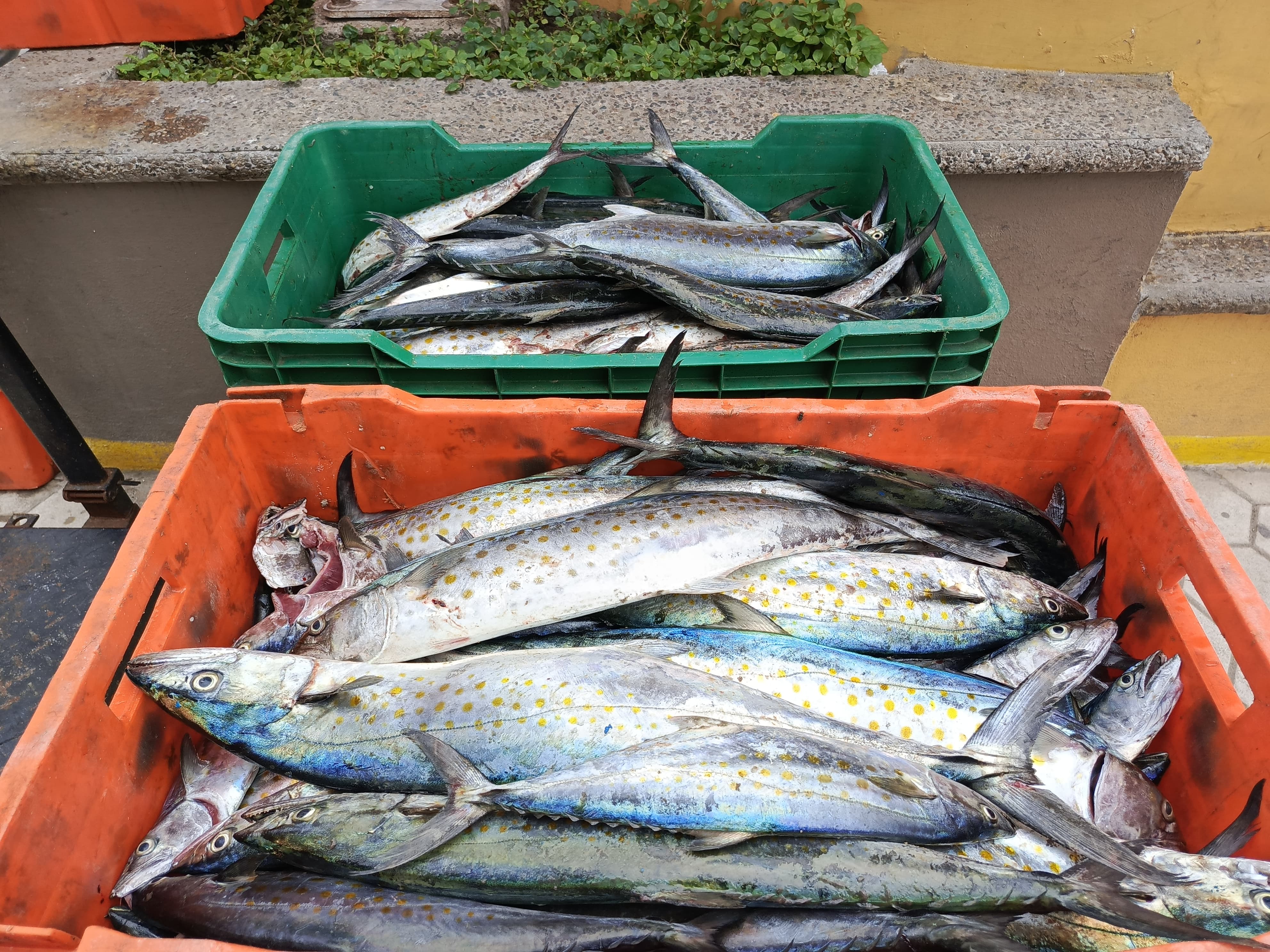 Pescado Sierra en Mazatlán