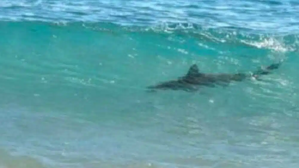 Piden extremar precauciones tras ataques de tiburones en Florida