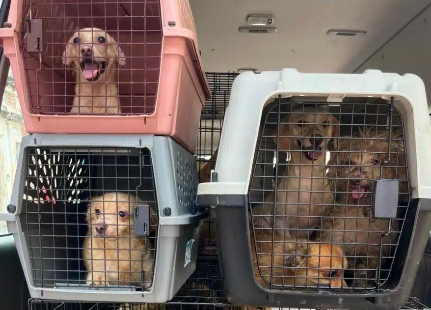 Ecología rescata a 27 perritos en condiciones críticas de abandono