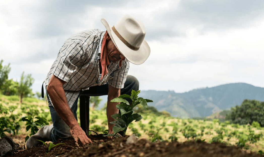 Hombre del campo trabajando en un cultivo