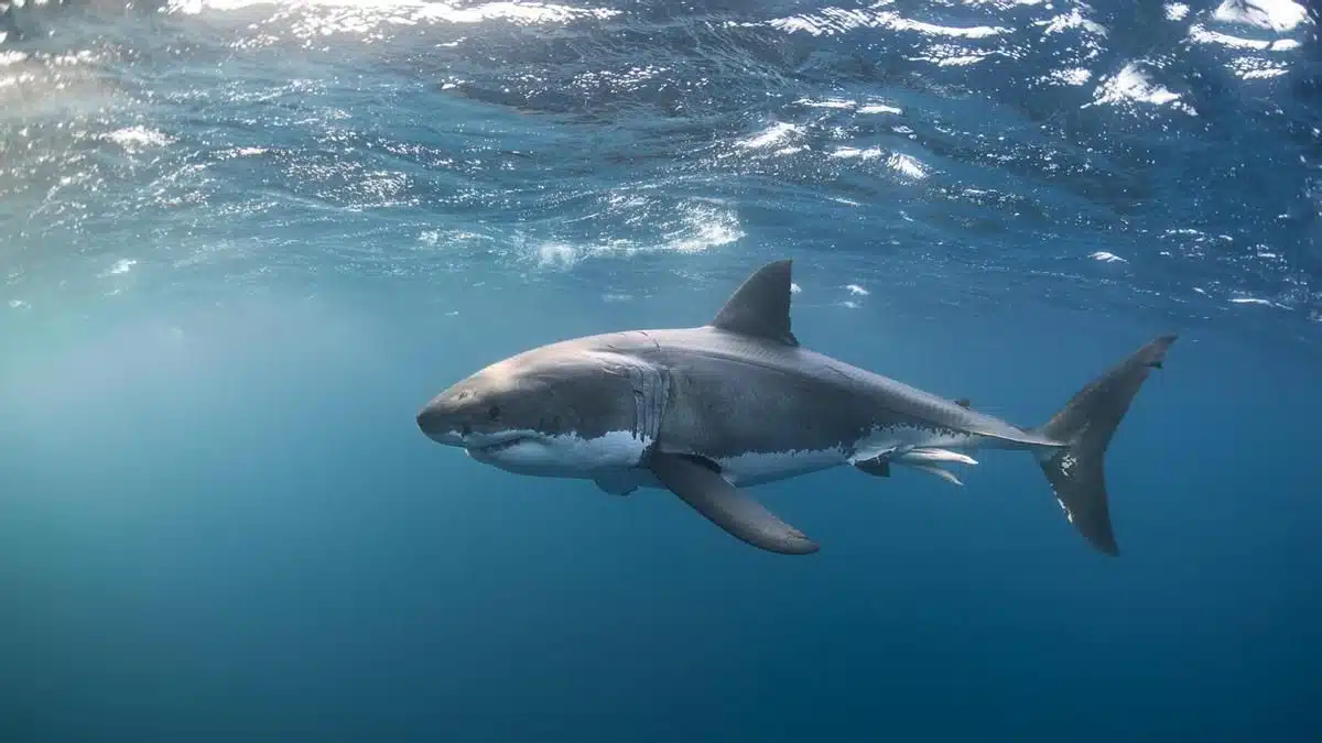 Tiburón ataca a rescatista en las aguas de una isla de Hawai
