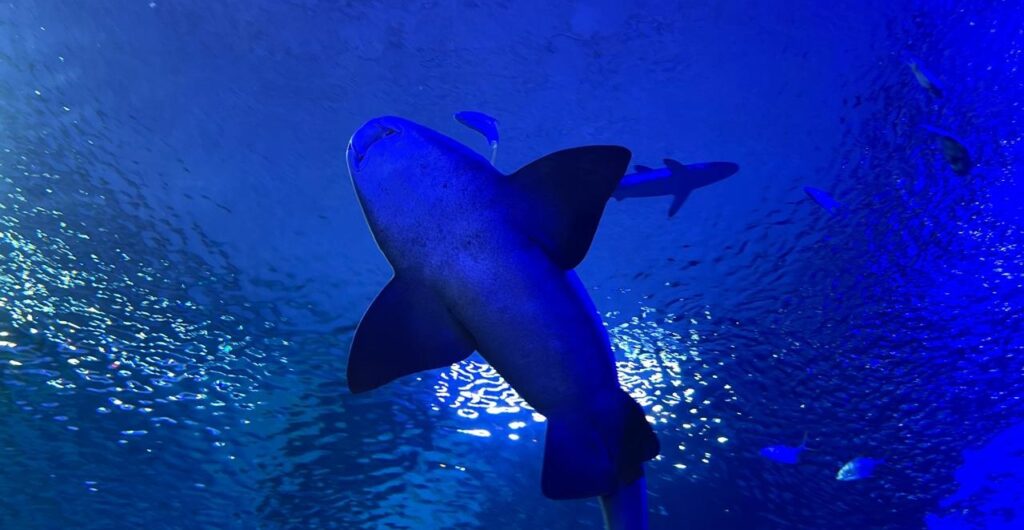 Tiburones en el acuario de Mazatlán