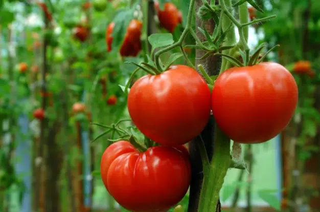 EU levanta restricciones sanitarias a la importación de tomate mexicano