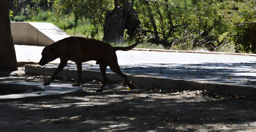 Un perro buscando qué comer en el parque Las Riberas de Culiacán