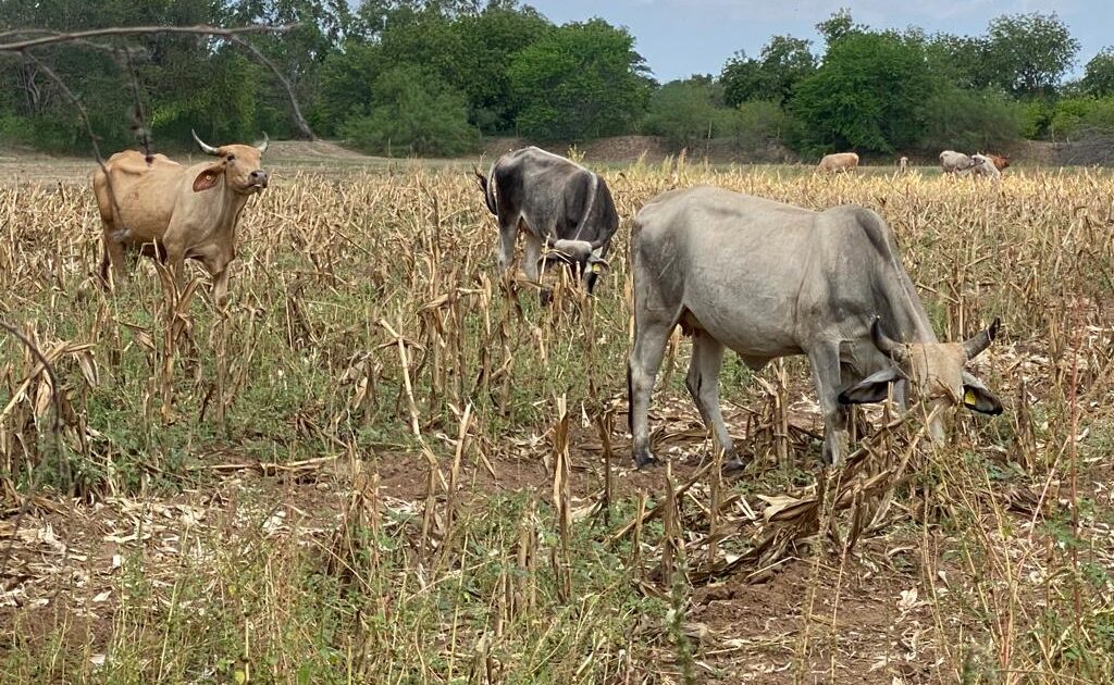 Consideration, guardians!  Within the metropolis of Sinaloa there’s a vaccination marketing campaign towards brucellosis