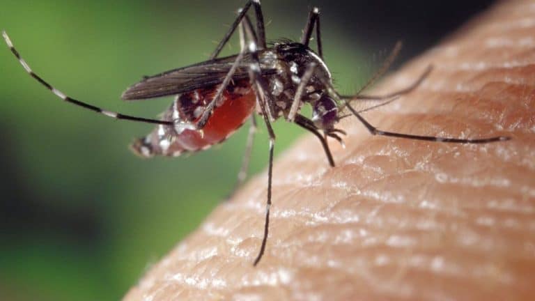 Mosquitos