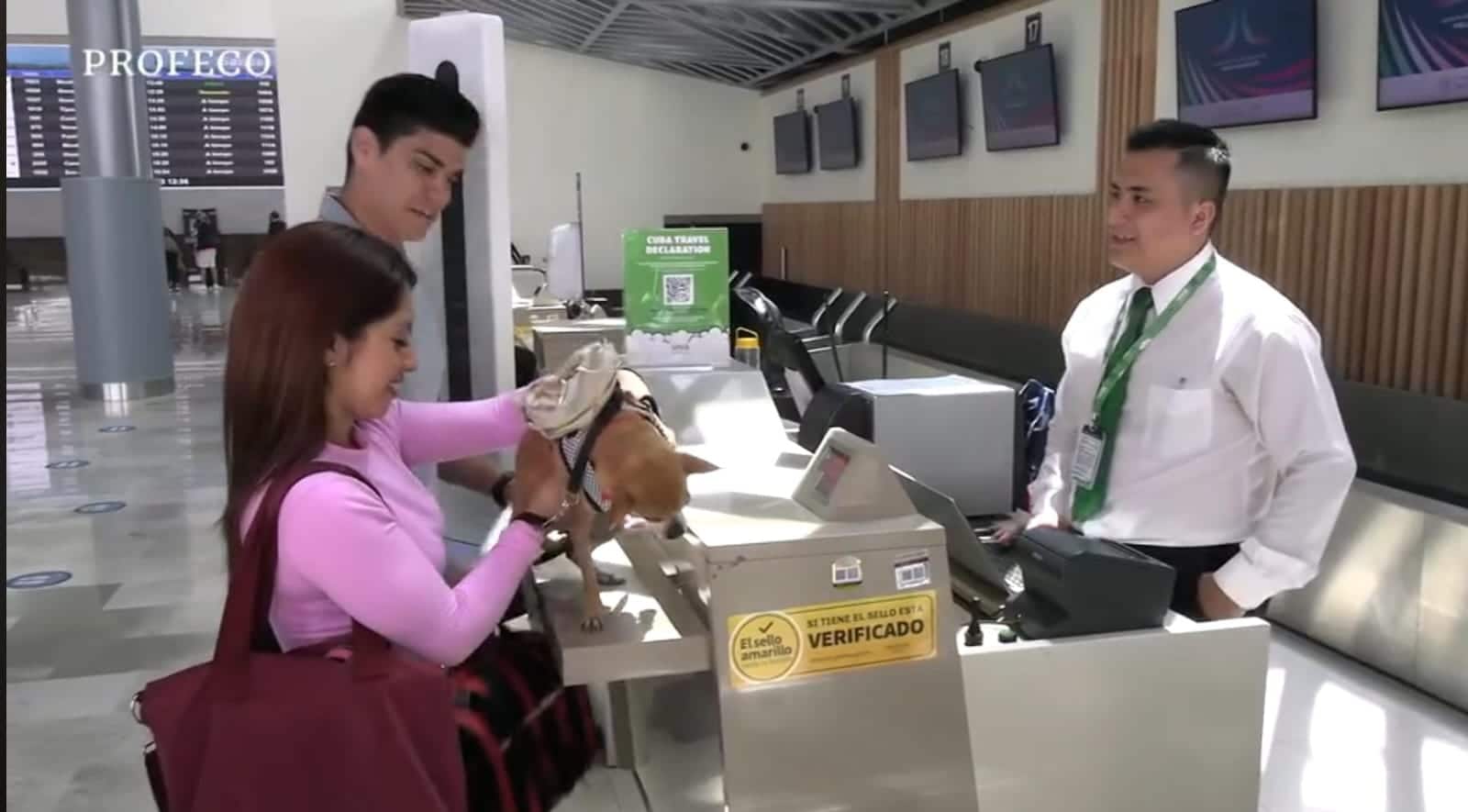 Profeco aclara que solo hay dos casos en los que las mascotas pueden viajar dentro de la cabina del avión