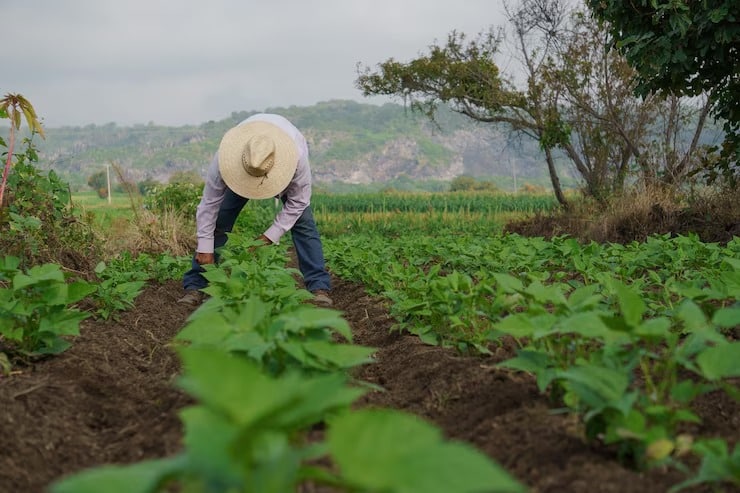 Agricultor en siembra