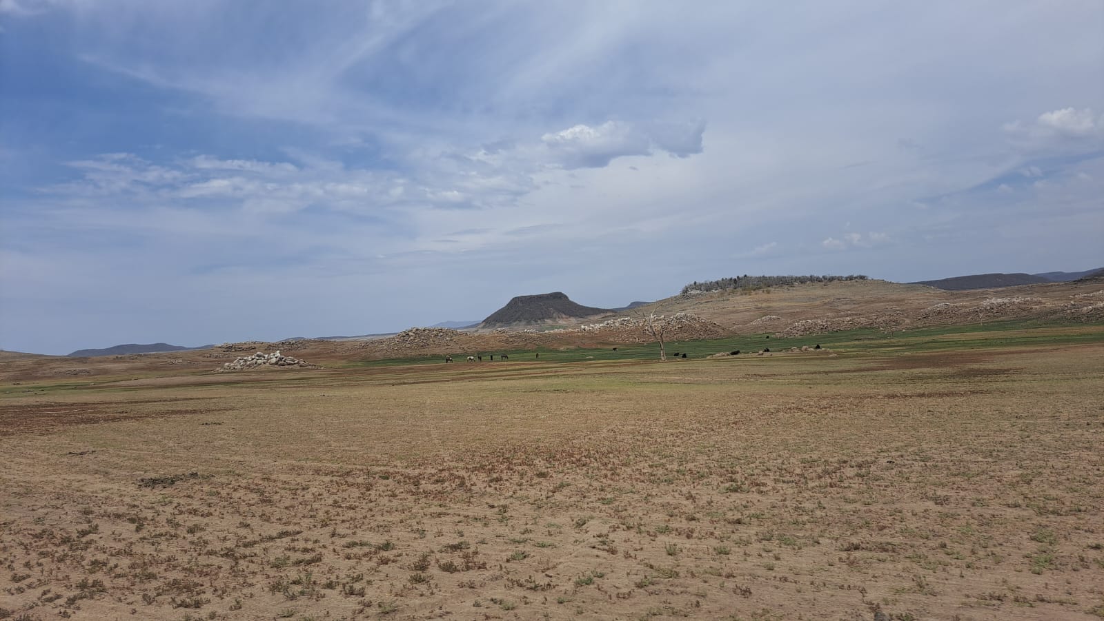 Campos en Choix