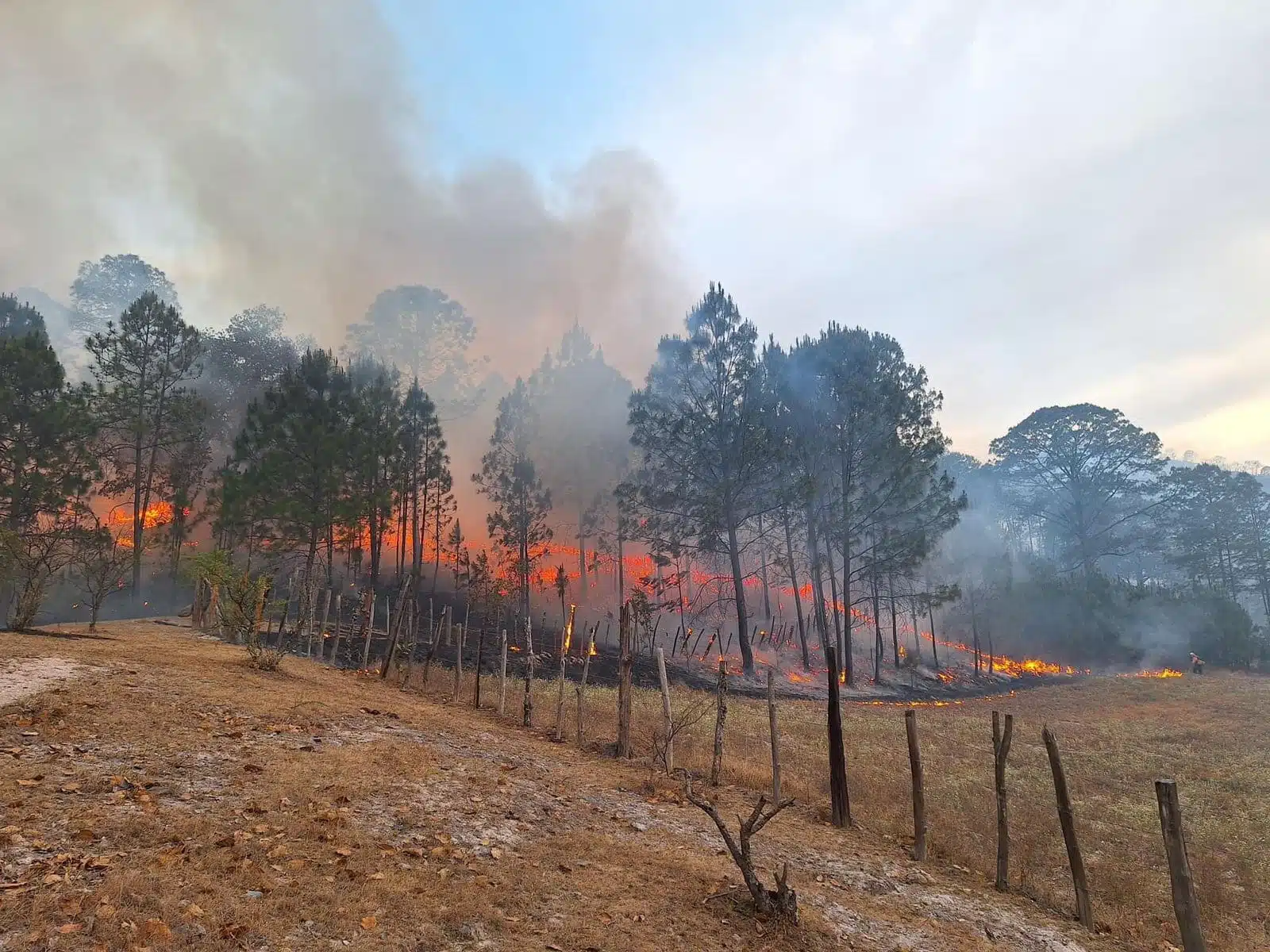 Incendio en bosque en La Sidra, Choix