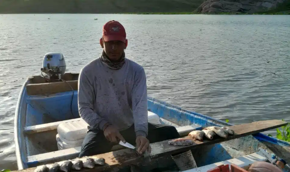 Pescador limpia Tilapia pescada en en la presa El Varejonal, Badiraguato