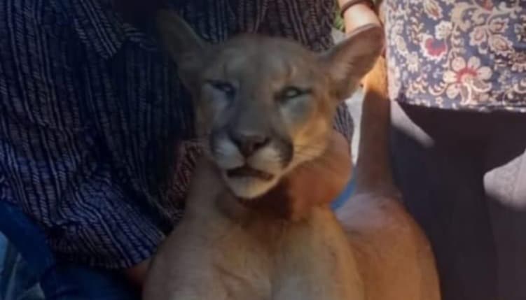 Captura de felino
