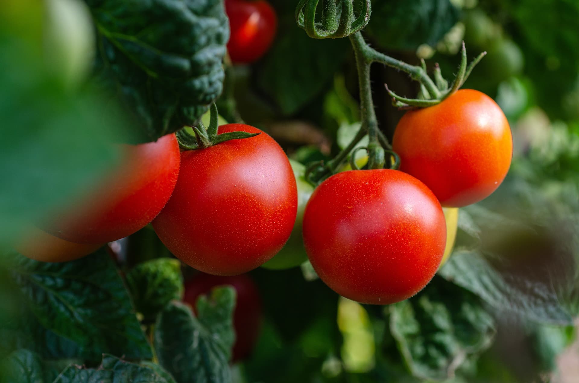 Tomates