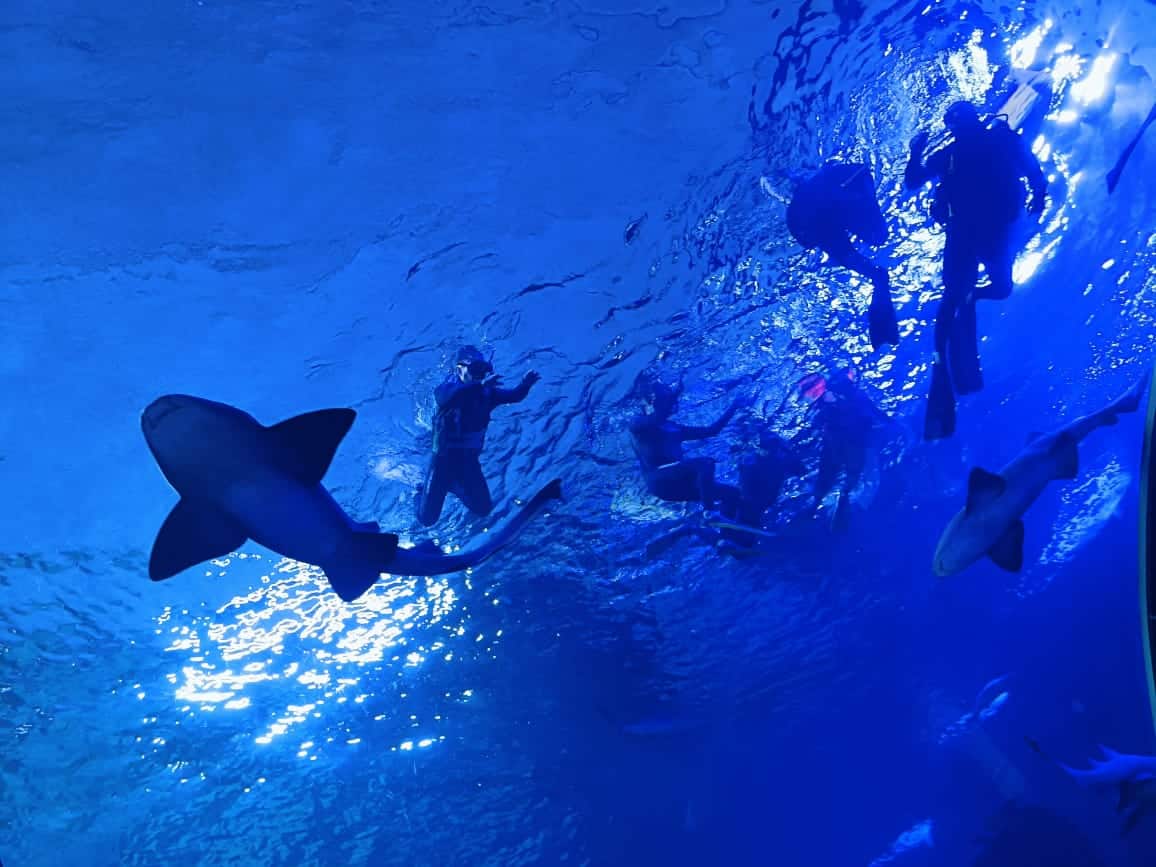 Gran Acuario Mazatlán Mar de Cortés