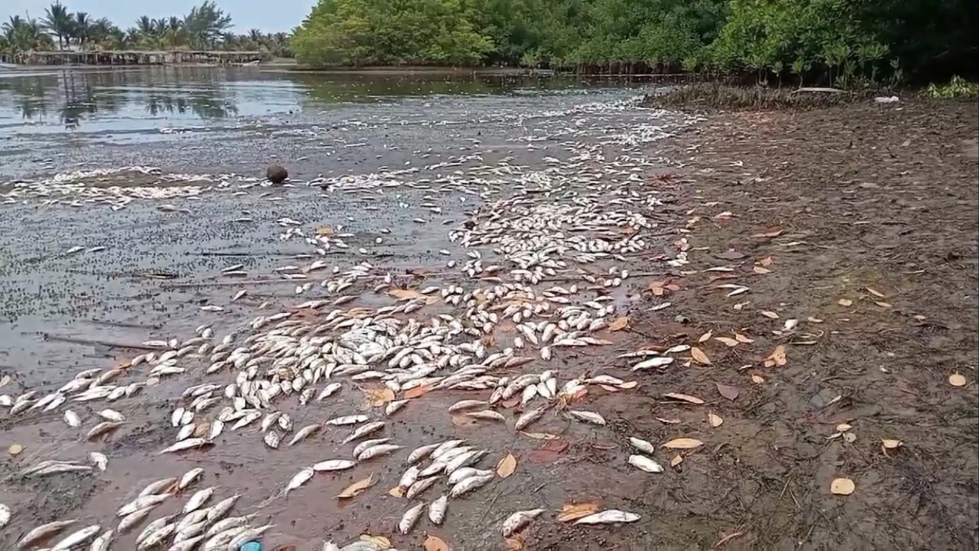 Aparecen muertos miles de peces en laguna de Veracruz