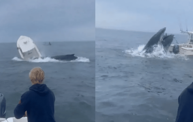 VIDEO: Ballena jorobada impacta y vuelca embarcación en New Hampshire, EU