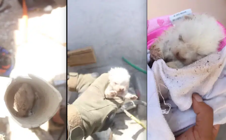 Rescatan a cachorrito atorado dentro de una tubería en Querétaro