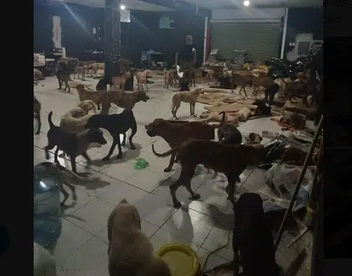 Perros rescatados de las calles en Quintana Roo