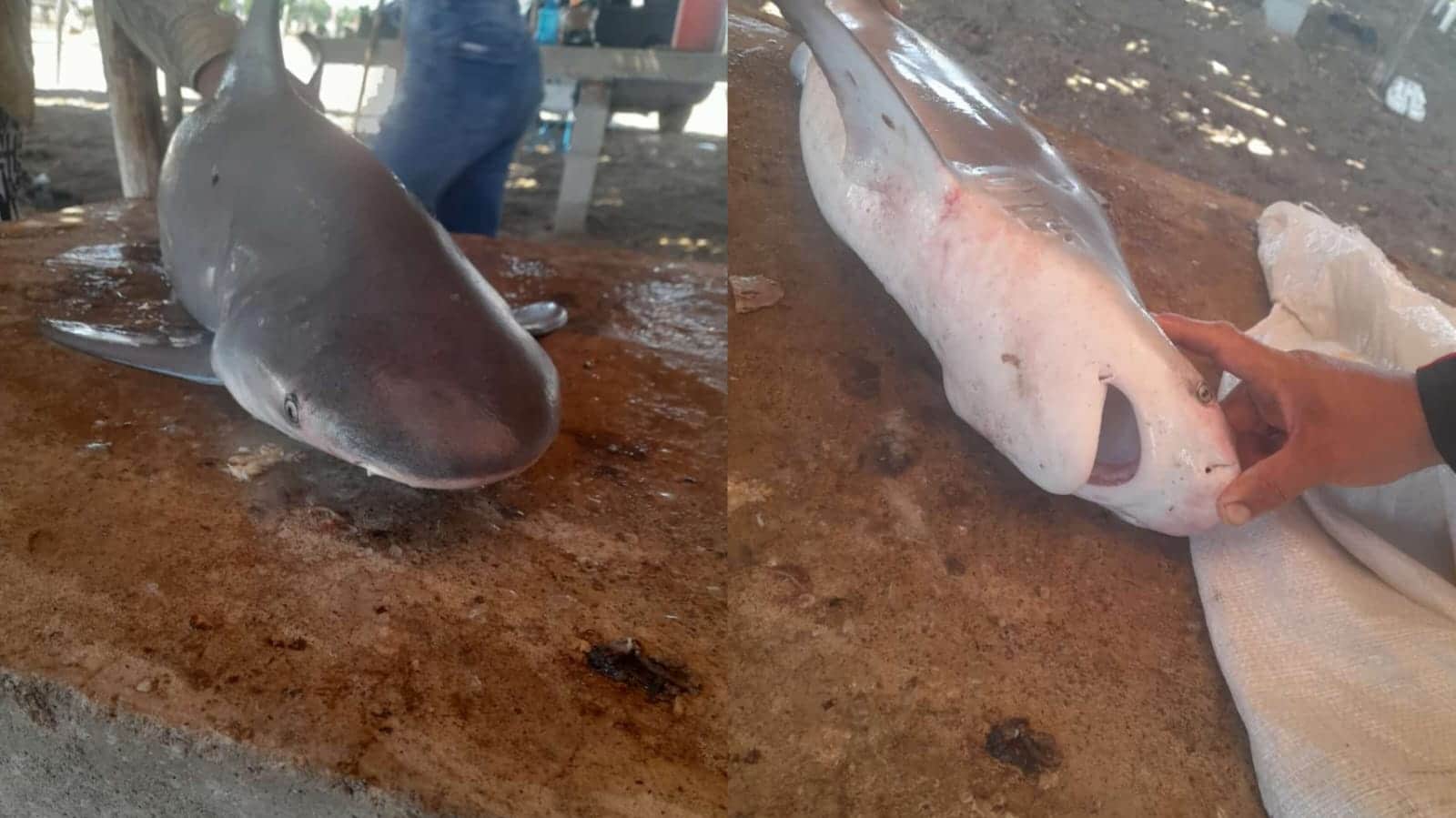 Capturan dos tiburones toro en la bahía de Culiacán y se toman medidas de seguridad