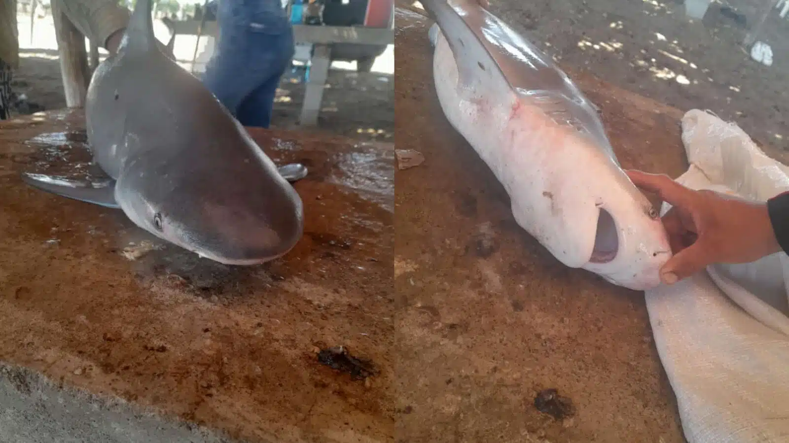 Capturan dos tiburones toro en la bahía de Culiacán y se toman medidas de seguridad