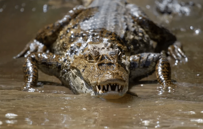 . ¡A 2 días de su desaparición! Localizan restos de niña atacada por un cocodrilo en Australia
