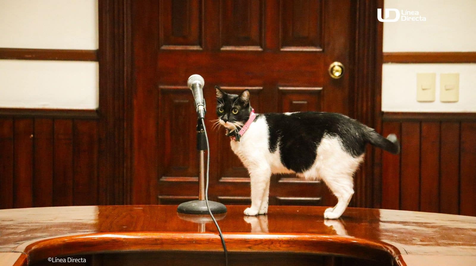 Cruella, gatita en el Ayuntamiento de Culiacán
