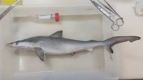 Detectan tiburones intoxicados con cocaína en Brasil