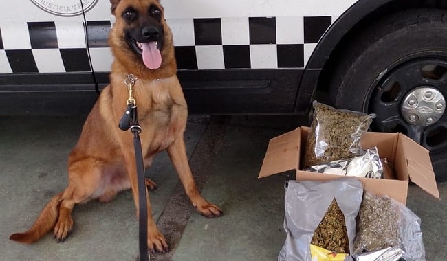 Droga decomisada por la Guardia Nacional