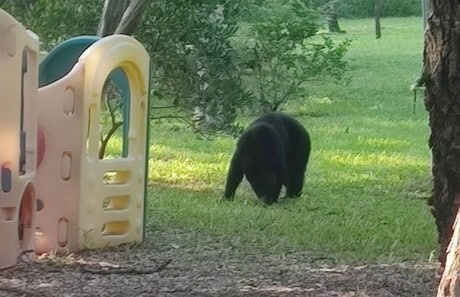 Emiten alerta en Monterrey tras presencia de osos