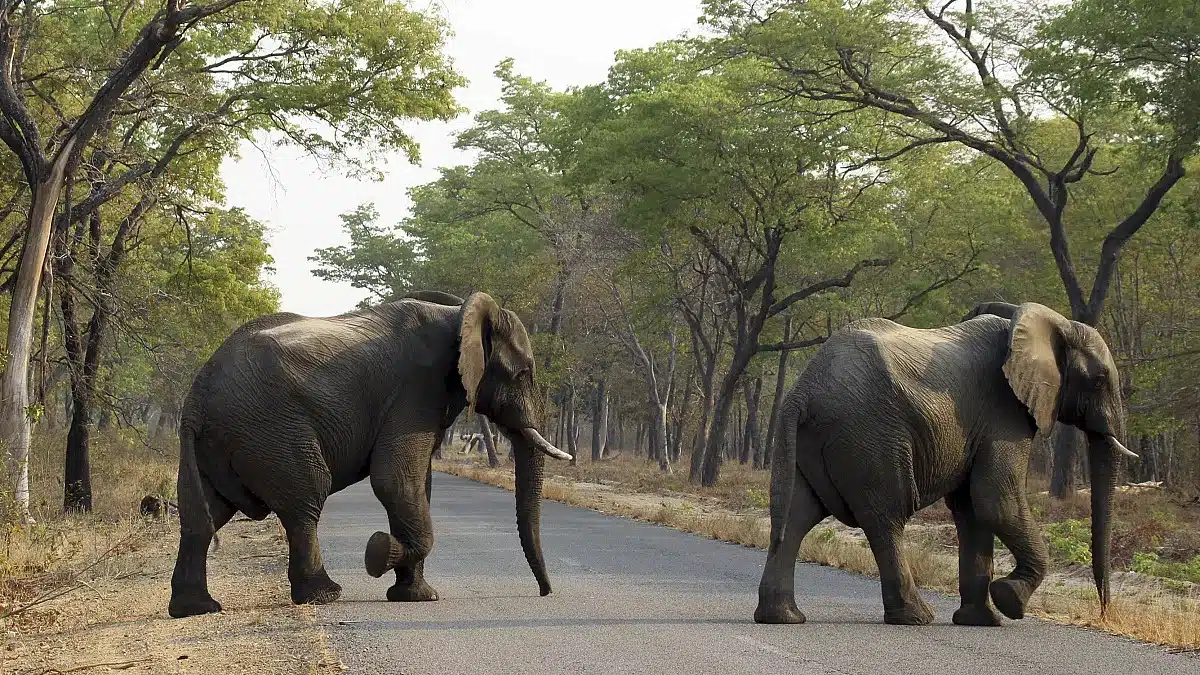 Fallece turista español tras ataque de elefante en reserva en Sudáfrica