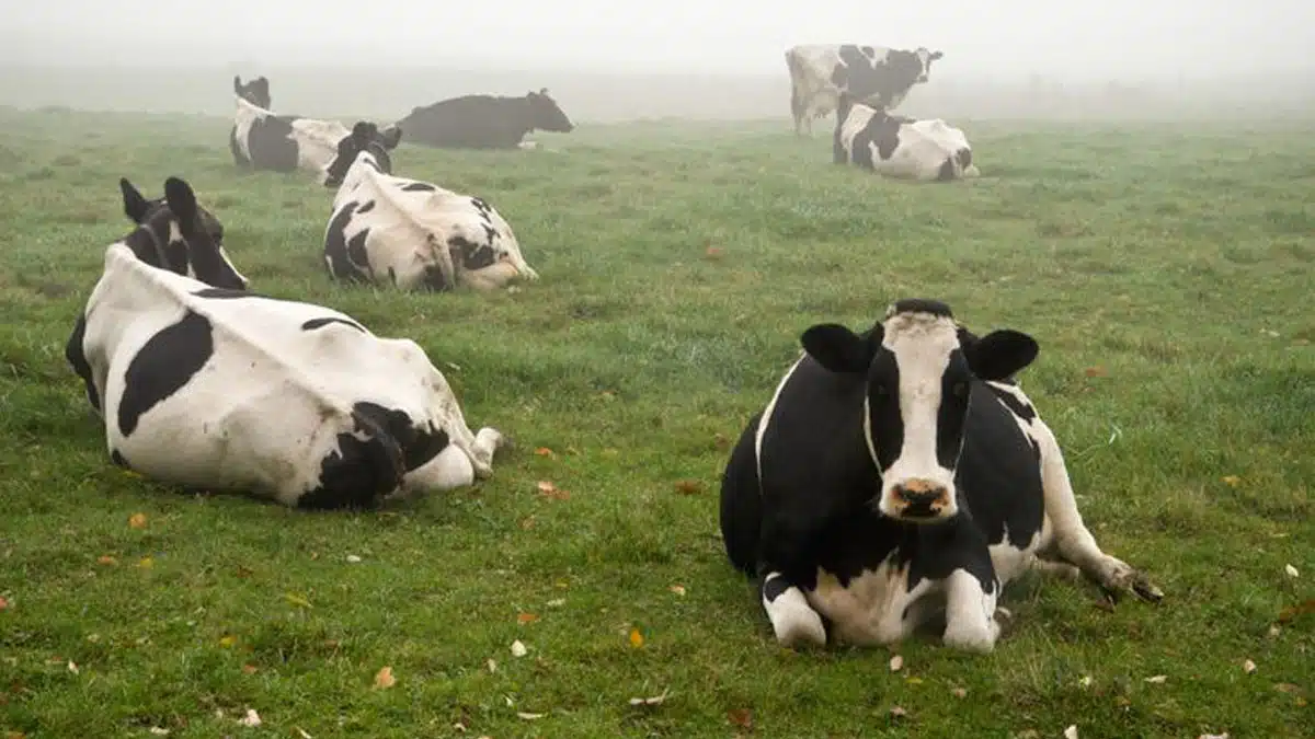 Vacas acostadas en el césped