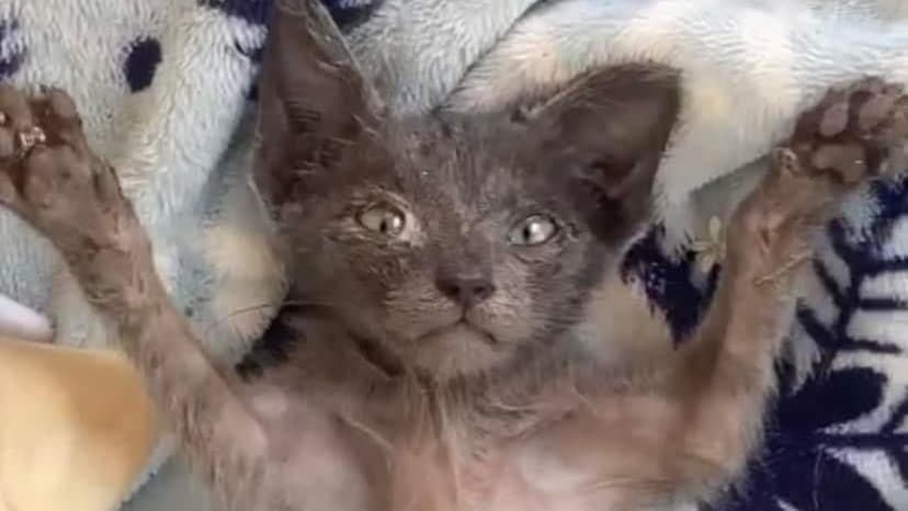 Gatito en cuidados especiales