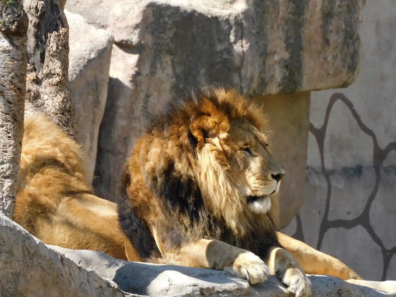 Un león en un recinto de una institución zoológica