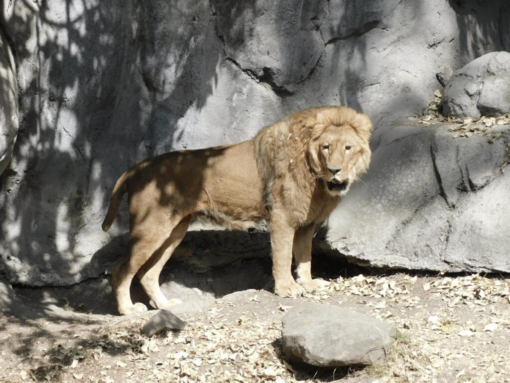 Un león descansa en un recinto de animales