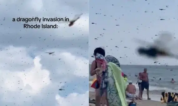 VIDEO: Enorme enjambre de libélulas aterroriza a turistas en playa de Rhode Island, EU