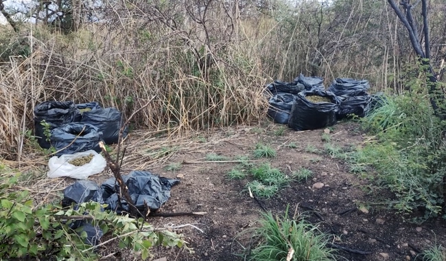 Mariguana en bolsas negras