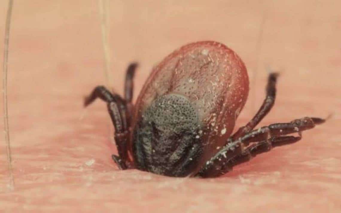 Murió a sus siete años de edad tras ser mordido por una garrapata en Mexicali