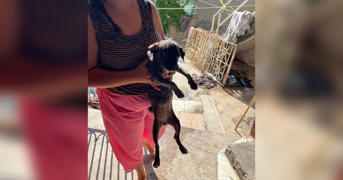 Perrita rescatada tras haber sufrido condiciones deplorables de vida