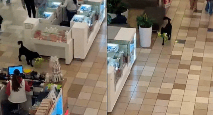 Se viraliza perrito que robó peluche en centro comercial de Chile