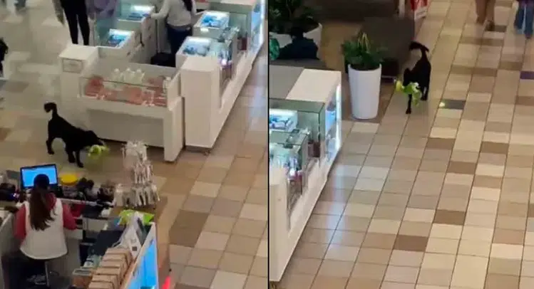 Se viraliza perrito que robó peluche en centro comercial de Chile