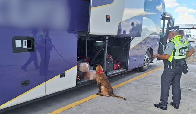 Perro de la Guardia Nacional
